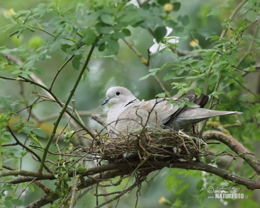 Türkentaube Bilder, Türkentaube Fotos | NaturFoto